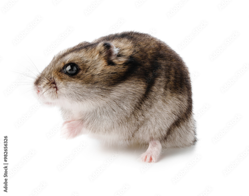 A small, fluffy gray and white hamster exploring its surroundings against a plain background A small, fluffy gray and white hamster exploring its surroundings against a plain background