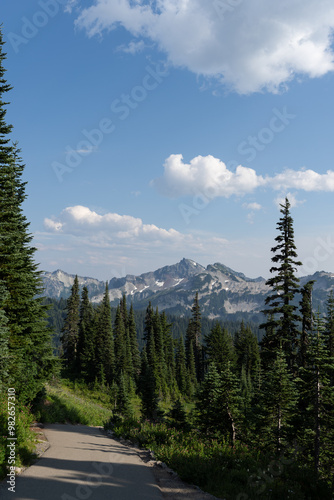 forest in the mountains