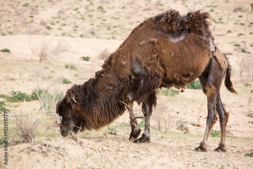 View of camels in the Kyzylkum desert photo