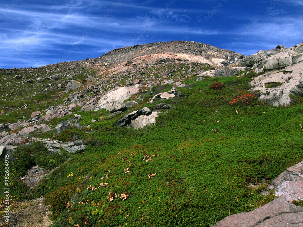 Naklejka premium 那須茶臼岳火山とハイマツ