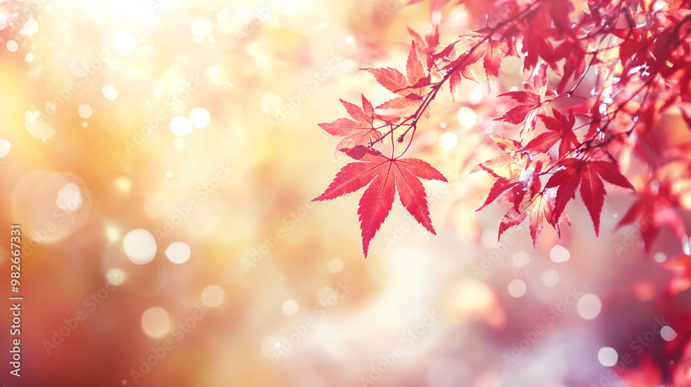 Autumn background with red maple leaves and blurred sunlight in the autumn season Autumn background with red maple leaves and blurred sunlight in the autumn season