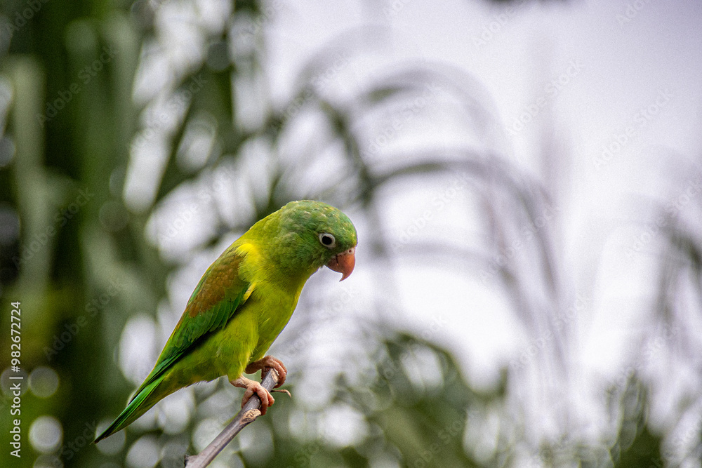 Obraz premium Green parrot in the jungle