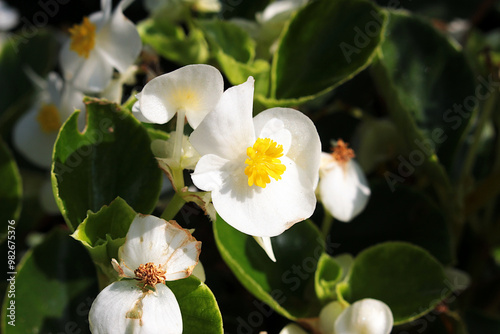 Begonia ever-blooming.

Begonia everblooming has leaves that are light green and round in shape. Flowers are red, pink or white. The plant blooms for almost a whole year. photo