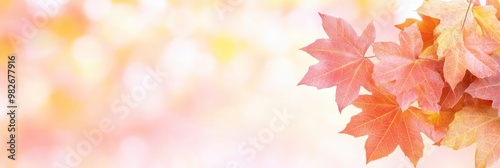 autumn background with maple leaves with bright background