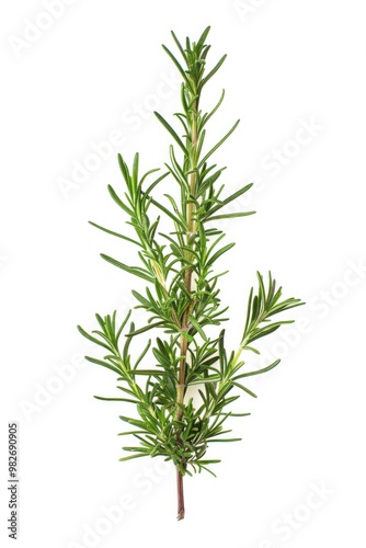 Fresh rosemary sprig on a clean white surface, ideal for use in food and decoration photography