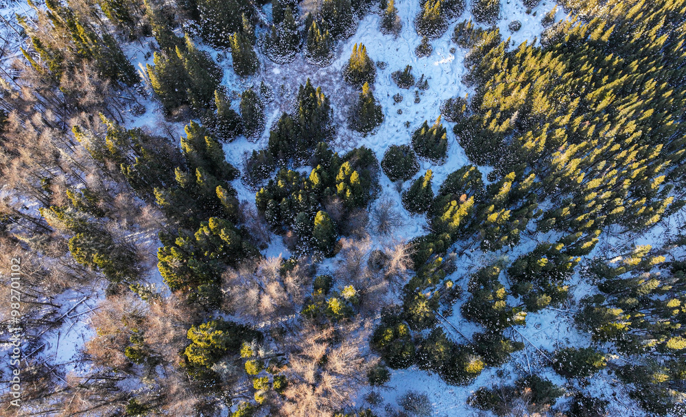 Old Boreal Forest in Winter with Several Dry Dead Trees Up and Down and Small Rivers