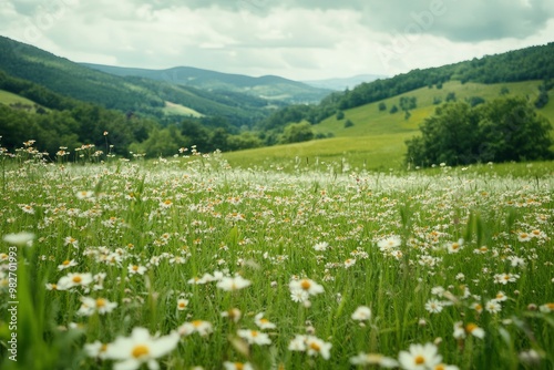 Green meadow with field flowers. Nature landscape with high attitude grass. Beautiful scenery in the Carpathian Mountains , ai