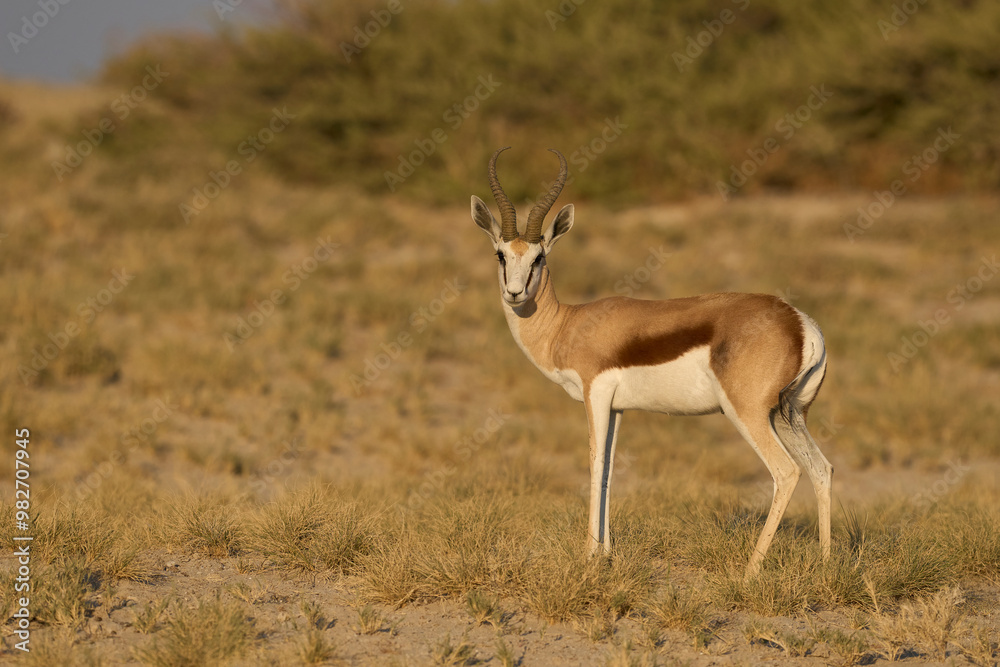 Springok (Antidorcas marsupialis) in Etosha National Park, Namibia Springok (Antidorcas marsupialis) in Etosha National Park, Namibia