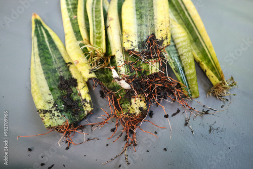 Foto Sansevieria or snake plant propagation with new pups growing with roots