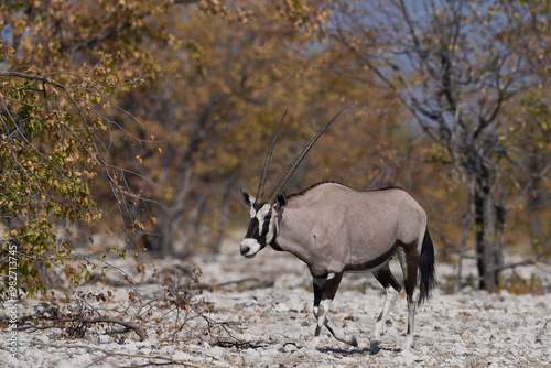 Gemsbok (Oryx gazella) approaching a waterhole in Etosha National Park, Namibia 