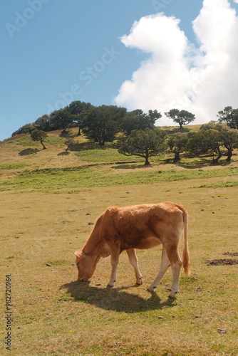 cows in the field of Fanal Rorest in Madeira, Portugal photo