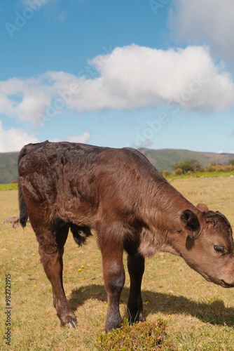 cows in the field of Fanal Rorest in Madeira, Portugal photo