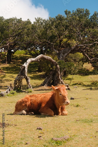 cows in the field of Fanal Rorest in Madeira, Portugal photo