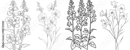 Flowers coloring sheets, book, Modern sketch of larkspur flowers, Hand-draught botanical leaf bud illustration, engraved ink art style, hand drawing larkspur flowers.