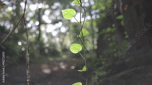 beautiful landscape of plants and rocks with a flash of soft light at sunrise. captured with canon eos R, C-log raw 8bits color. 1920x1080 HD
