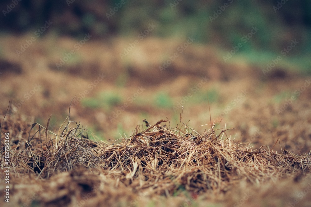 All grass and plants are dry because of the effect of summer waves