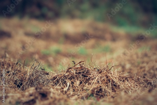 Wallpaper Mural All grass and plants are dry because of the effect of summer waves Torontodigital.ca