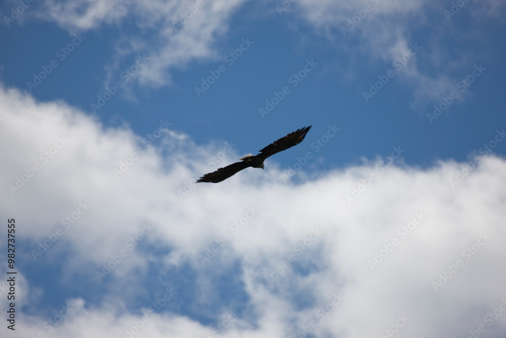 Russia Karelia eagle in flight Russia Karelia eagle in flight