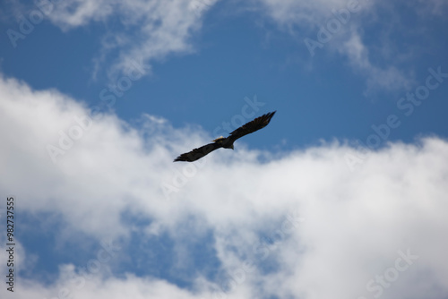 Russia Karelia eagle in flight