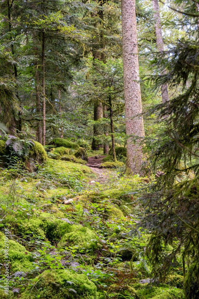 Obraz premium Forêt vosgienne - sous bois d'une forêt humide de conifère
