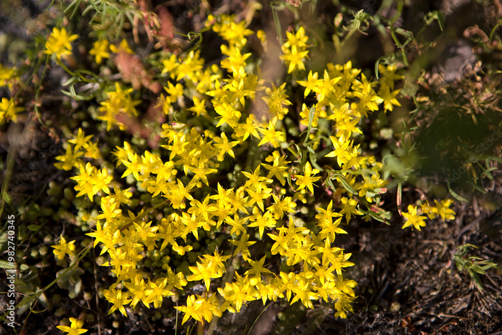Russia Karelia Sedum six-row close-up Russia Karelia Sedum six-row close-up