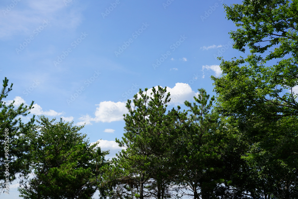 Obraz premium 淀川堤防の緑と青空