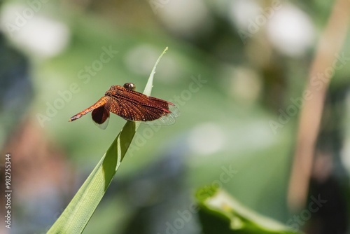 Photography This close perspective captures a vibrant dragonfly perched on a bright green leaf in Taman Rama-rama Kuala Lumpur, showcasing its intricate wings against a softly blurred background