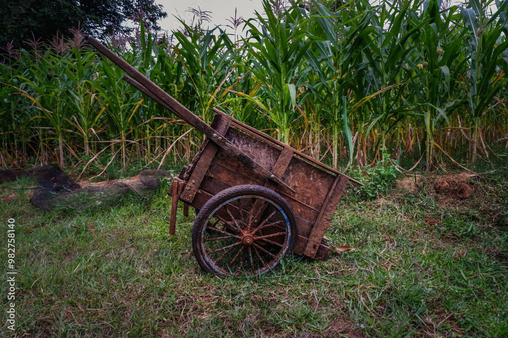 traditional agricultural two-wheeled transport equipment on corn plantations traditional agricultural two-wheeled transport equipment on corn plantations