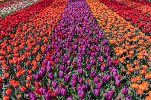 Vibrant Dutch Tulips in Full Bloom - Colorful Flowers, yellow, red, pink.