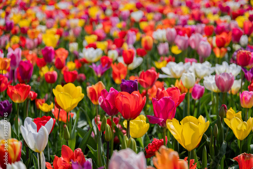 Vibrant Dutch Tulips in Full Bloom - Colorful Flowers, yellow, red, pink.