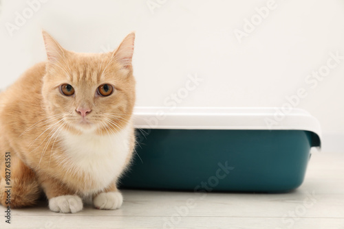 Cute ginger cat sitting near litter tray on floor indoors photo