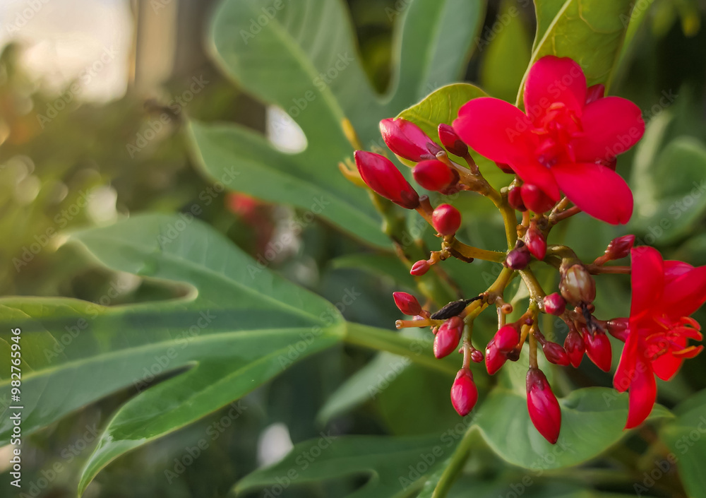 red and green red and green