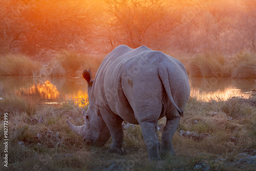 Photography Close up photo of a white rhinoceros at a waterhole, rhino butts at sunset, wild