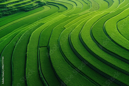 Irrigated rice field with a modern sprinkler system, lush green and thriving, agriculture, waterefficient farming photo