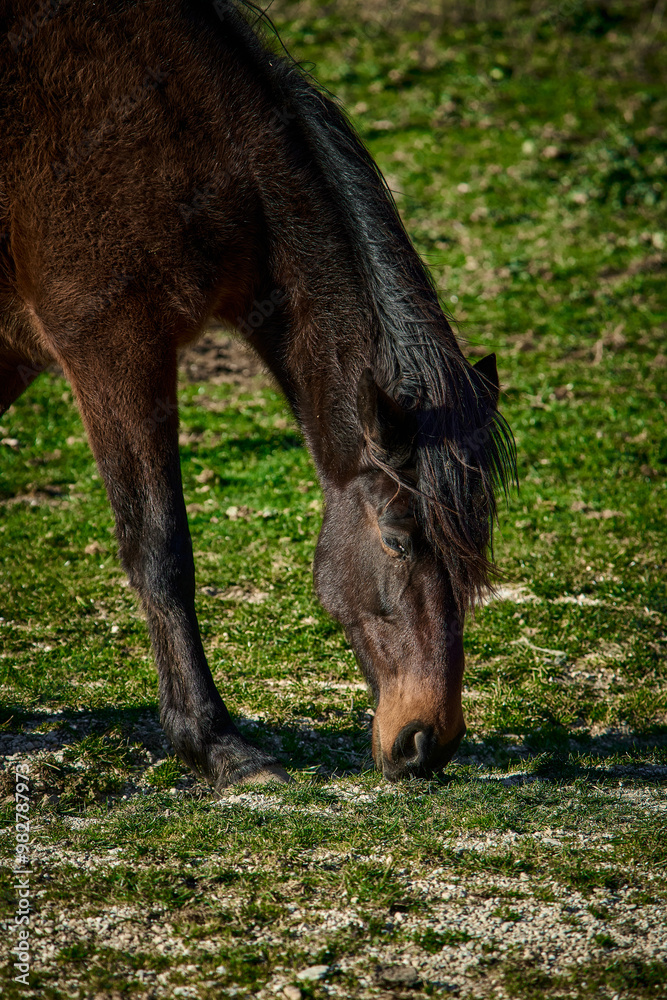 free grazing breeding of horses in Valle di Castro, Marche in Italy free grazing breeding of horses in Valle di Castro, Marche in Italy