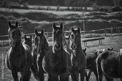 free grazing breeding of horses in Valle di Castro, Marche in Italy in black and white  photo