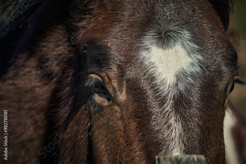 free grazing breeding of horses in Valle di Castro, Marche in Italy photo