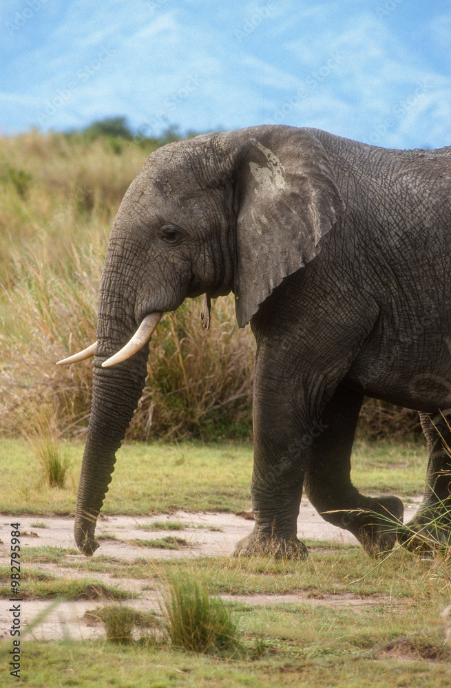 Fototapeta premium Eléphant d'Afrique, Loxodonta africana,. Parc national de la Rwindi, République Démocratique du Congo