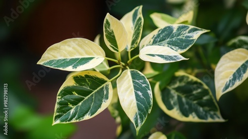 rare foliage plants with variegated leaves, exotic and unusual appearance photo