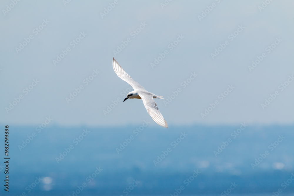 Flying Gull over Lake Nakuru in Kenya's National Park Flying Gull over Lake Nakuru in Kenya's National Park