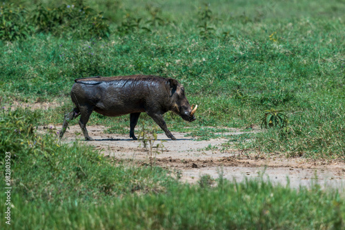 Warthog Walking Across Grassland in Lake Nakuru National Park, Kenya, Resembling Pumba photo