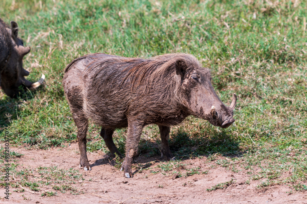 Warthog Standing on Grassland at Lake Nakuru National Park, Kenya, Resembling Pumba Warthog Standing on Grassland at Lake Nakuru National Park, Kenya, Resembling Pumba