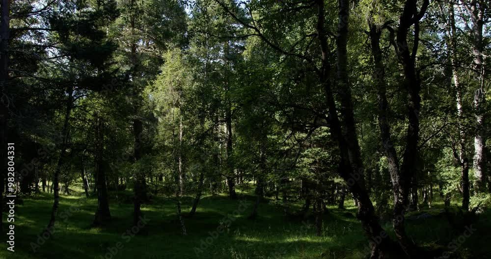 Summer in Norway. Beautiful forest with coniferous trees and a river. Summer in Norway. Beautiful forest with coniferous trees and a river.