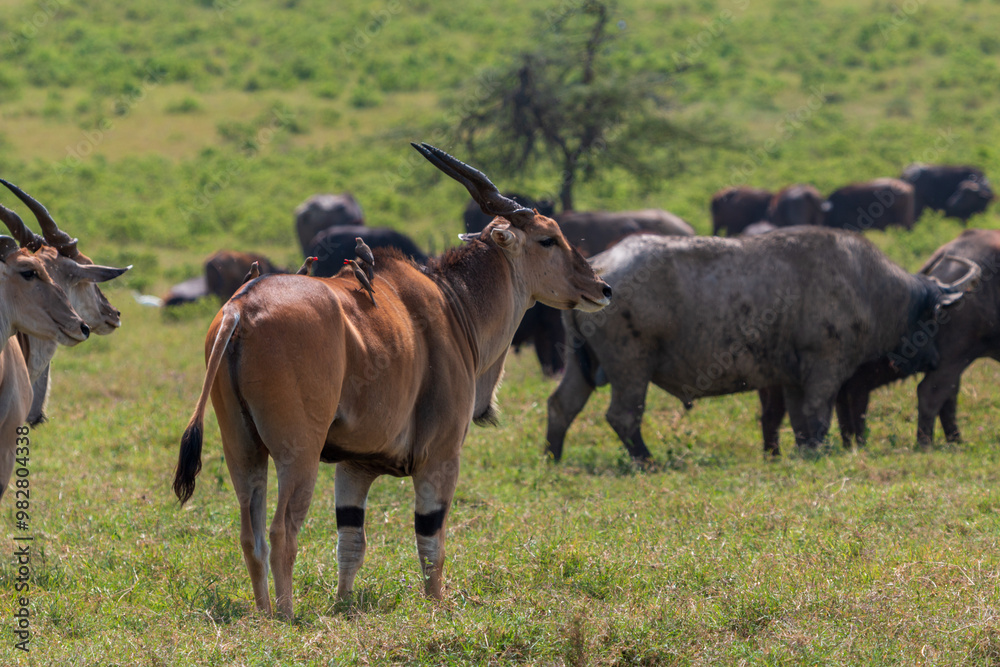Eland Antelope with Red-Billed Oxpecker on Its Back in a Herd with African Buffalos at Lake Nakuru National Park, Kenya Eland Antelope with Red-Billed Oxpecker on Its Back in a Herd with African Buffalos at Lake Nakuru National Park, Kenya