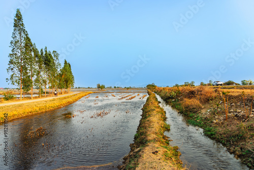 Beautiful view of flooded rice fields before rice cultivation and irrigation canals. View of waterlogged rice field. Irrigation used to water rice fields. Irrigation channel located along paddy fields photo