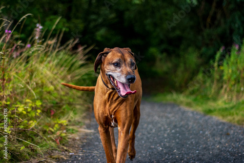 Ridgeback Loving Life