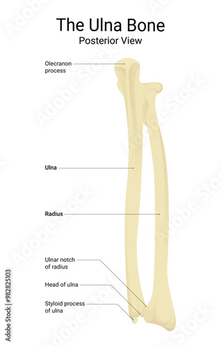 The Ulna Bone Posterior View