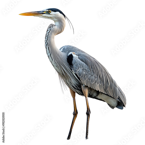A majestic heron standing gracefully, showcasing its elegant feathers and long legs, ideal for nature and wildlife photography.