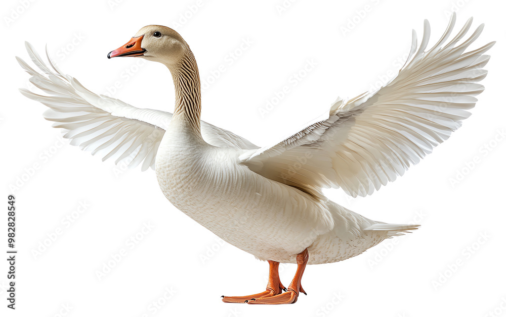 Obraz premium A majestic white goose spreads its wings, showcasing beauty and grace in the natural world.