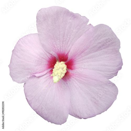 pink hibiscus flower image